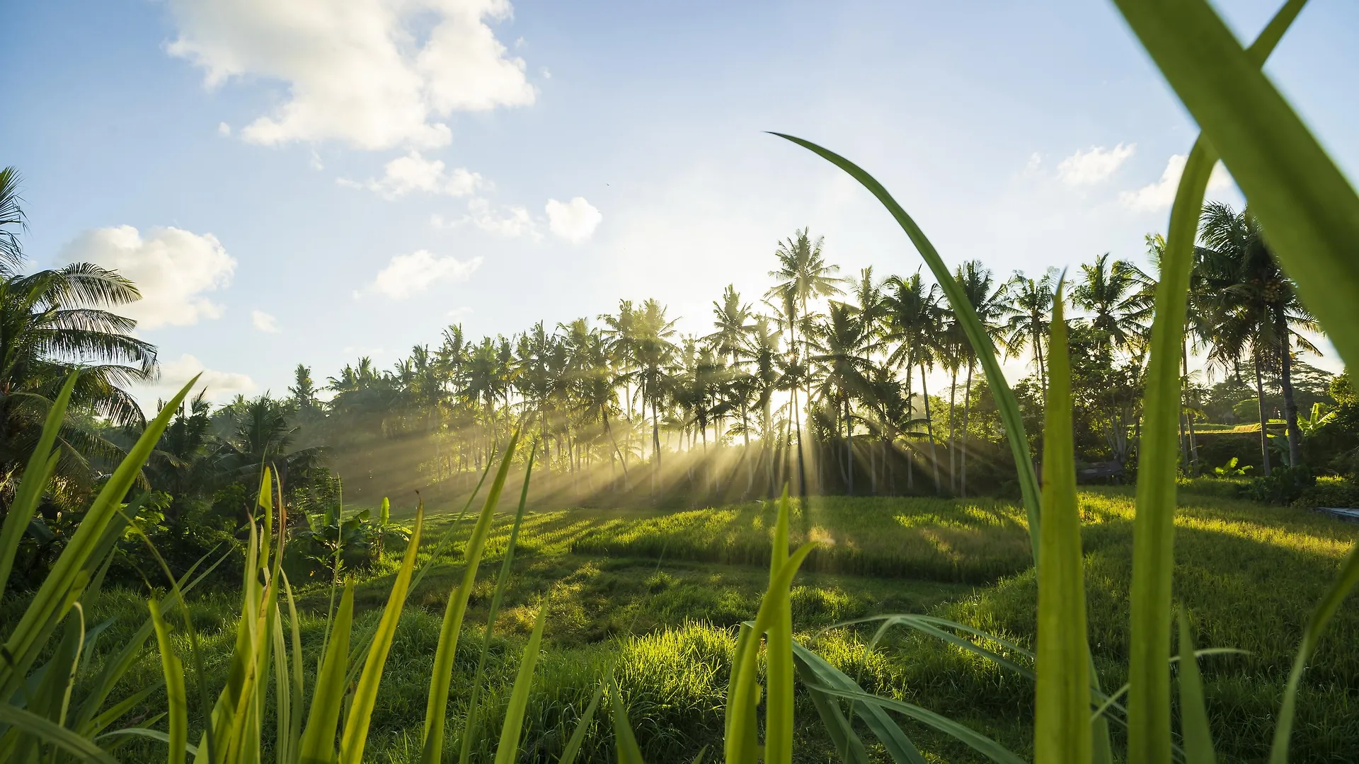 Hotel Amatara Agung Raka Ubud